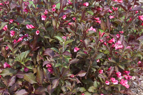 Weigela- Wine & Roses Weigela