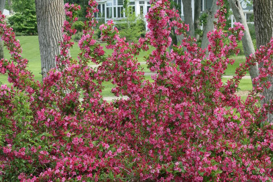 Weigela- Pink Sonic Bloom Weigela