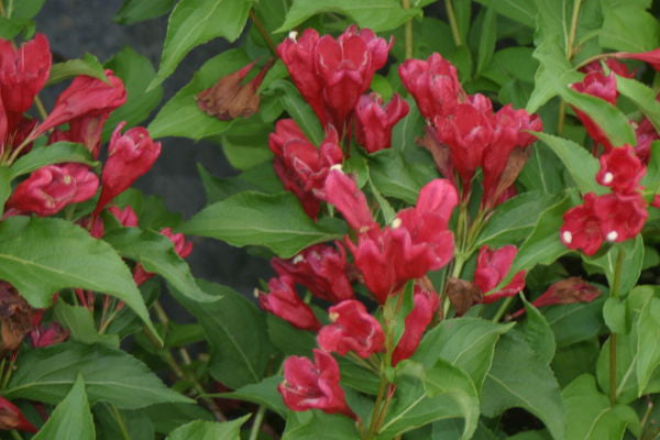 Weigela- Red Sonic Bloom Weigela