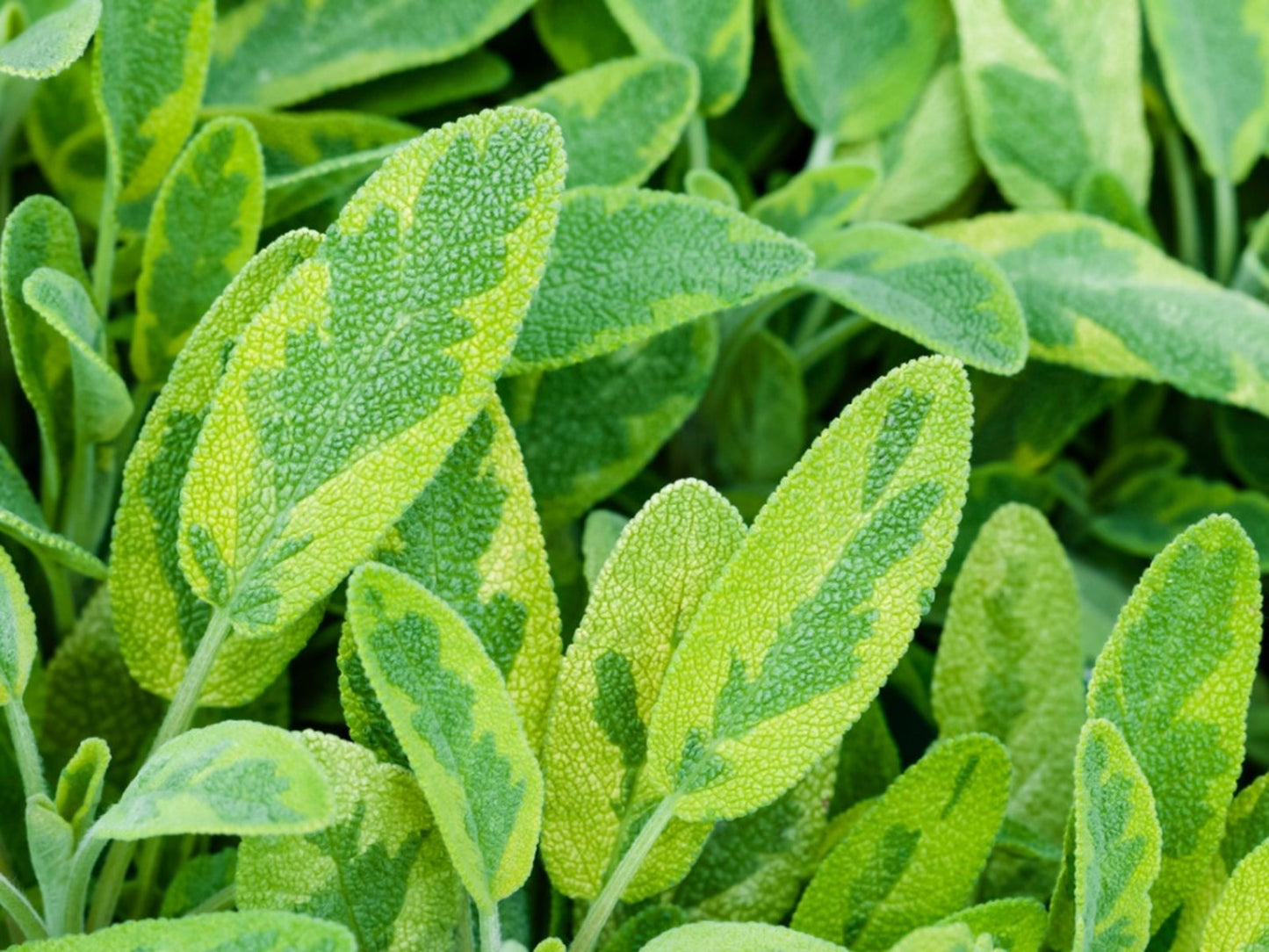 Sage Golden- 4" Herbs - Chef Jeff's