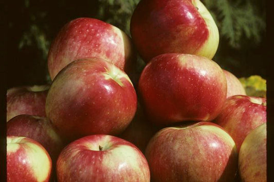 Malus - Zestar Apple - 5 Gallon