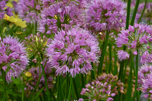 Allium-Millenium Ornamental Onion