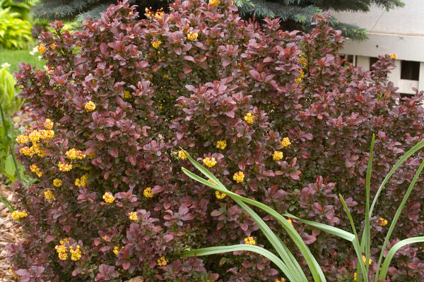 Berberis- Concorde Barberry