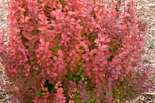 Berberis- Orange Rocket Barberry-2 Gallon