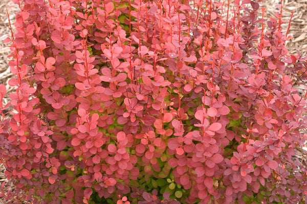 Berberis- Orange Rocket Barberry-2 Gallon