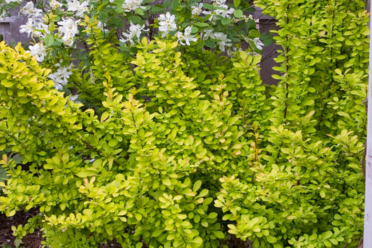 Sunjoy Gold Pillar Barberry-2 Gallon