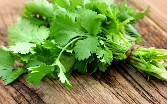 Cilantro/Coriander - 4" Herbs - Chef Jeff's