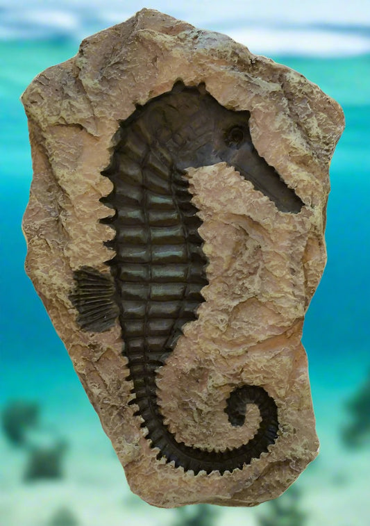 Seahorse Fossil Rock