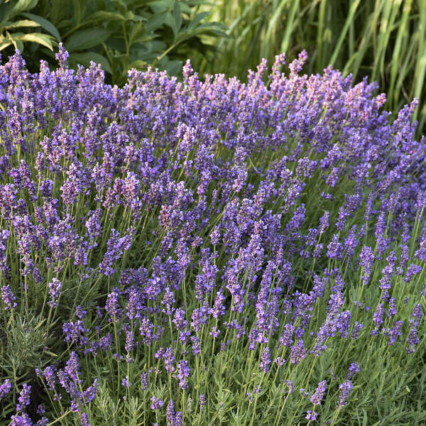 Lavender - Hidcote - 6" Grand Prairie Farms Round