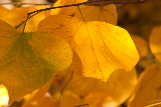 Cercis- MN Strain Redbud