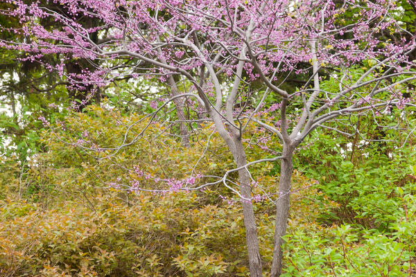 MN Strain Redbud