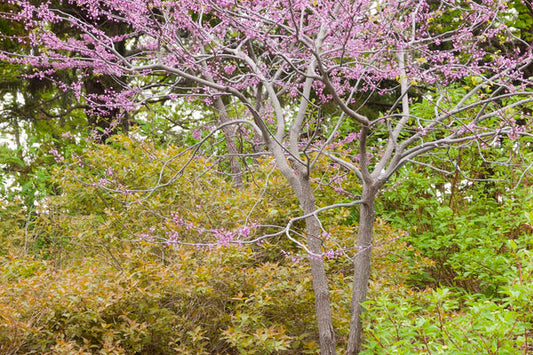 MN Strain Redbud