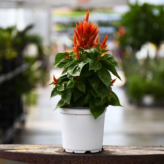 4.75" Celosia - Flamma Orange