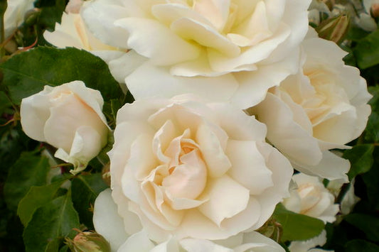Easy Elegance Champagne Wishes-white