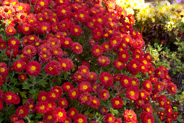 Mammoth™ Dark Bronze Daisy