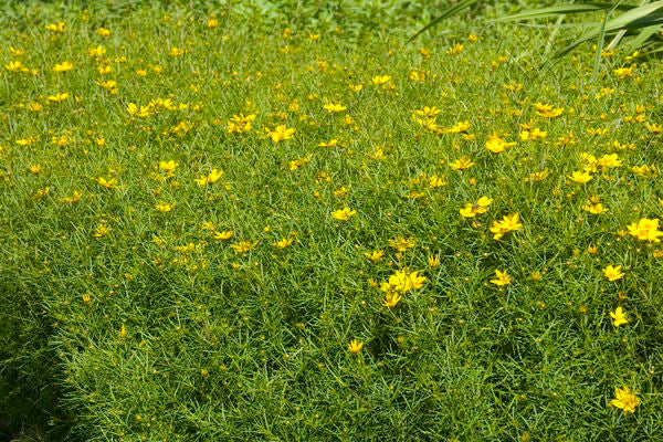 Zagreb Coreopsis-1 Gallon