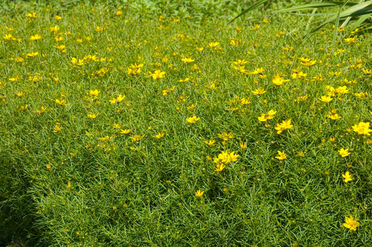 Zagreb Coreopsis-1 Gallon