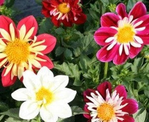 Dahlia- 4 Packs