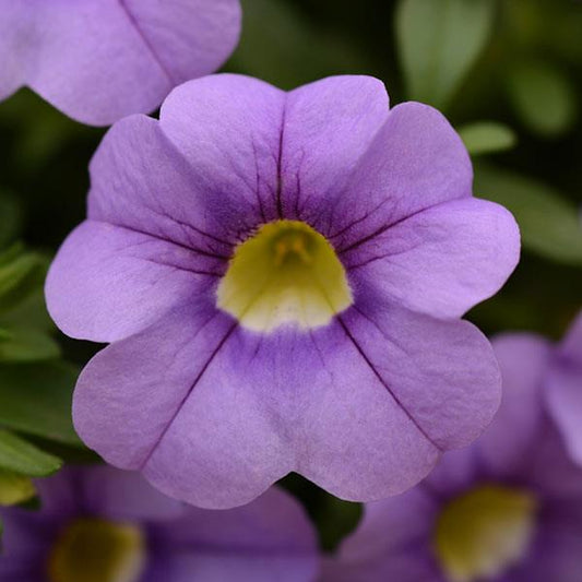 Calibrachoa-Cabaret Sky Blue-4.5" Fancy