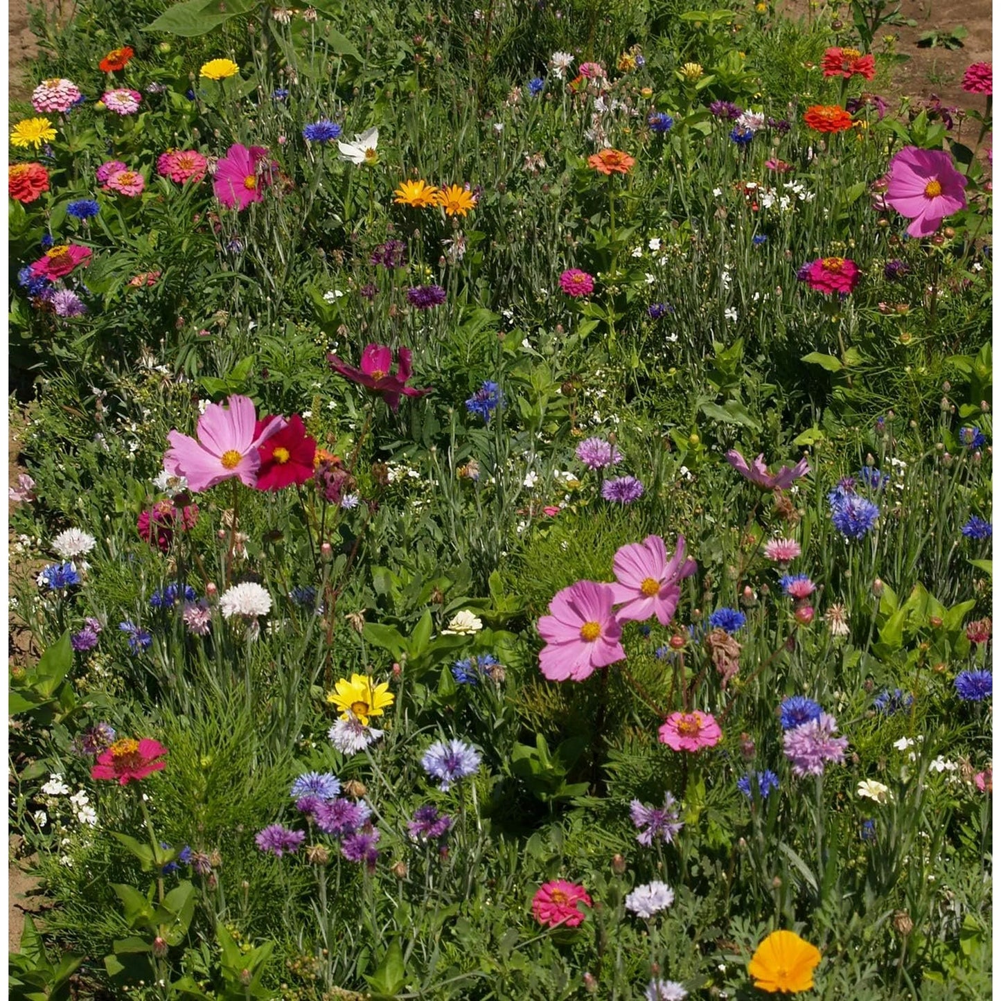 Wildflower Seed Bee Pollinator