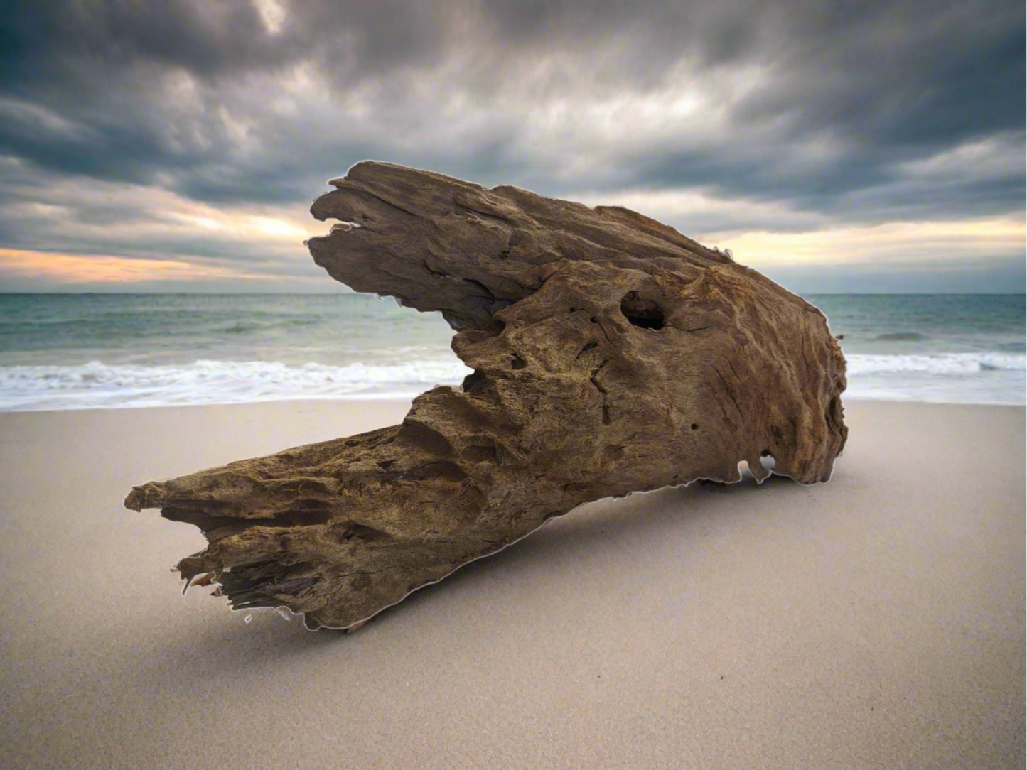 Drift Wood