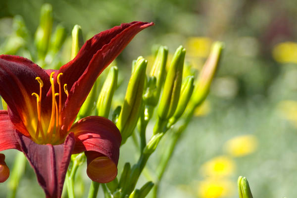 Indian Love Call Daylily