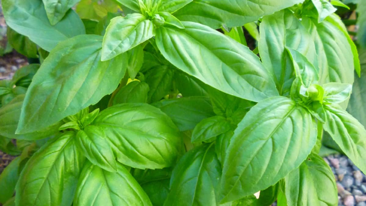 Basil Sweet - 4" Herbs - Chef Jeff's