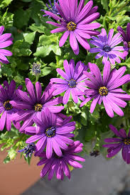 Margarita Cool Purple- 4.5" Fancy