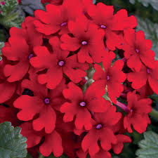 Lanai Red- 4.5" Fancy