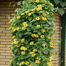 Thunbergia - Yellow - 5" Climbers