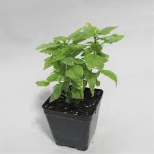 Basil Perpetuo Pesto - 4" Herbs - Chef Jeff's