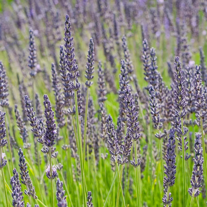 Lavender - Grosso - 6" Grand Prairie Farms Round