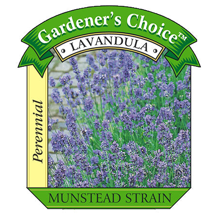 Lavender Munstead - 4" Herbs - Chef Jeff's