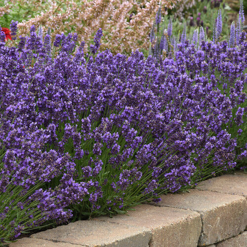 Lavender - Superblue - 6" Grand Prairie Farms Round