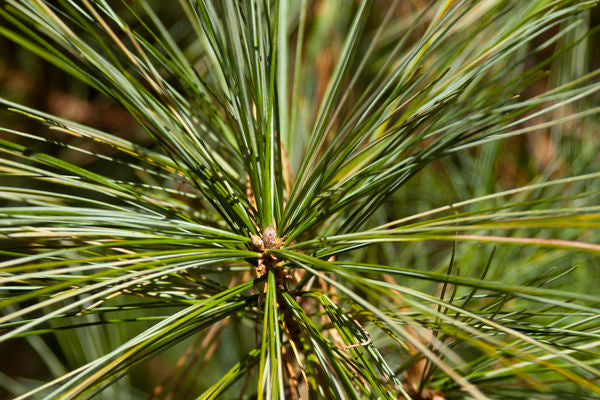 Eastern White Pine-#5