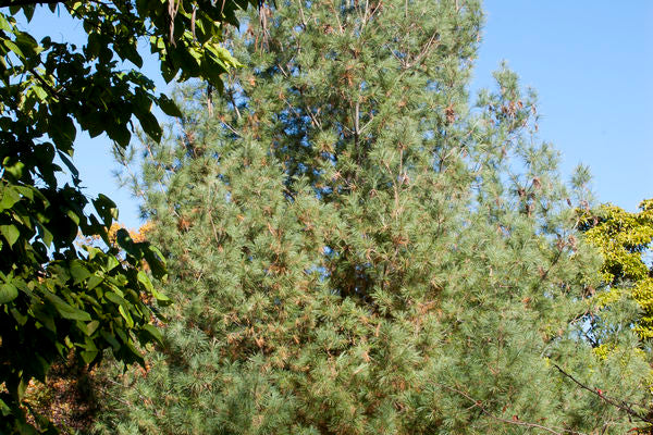 Eastern White Pine-#5