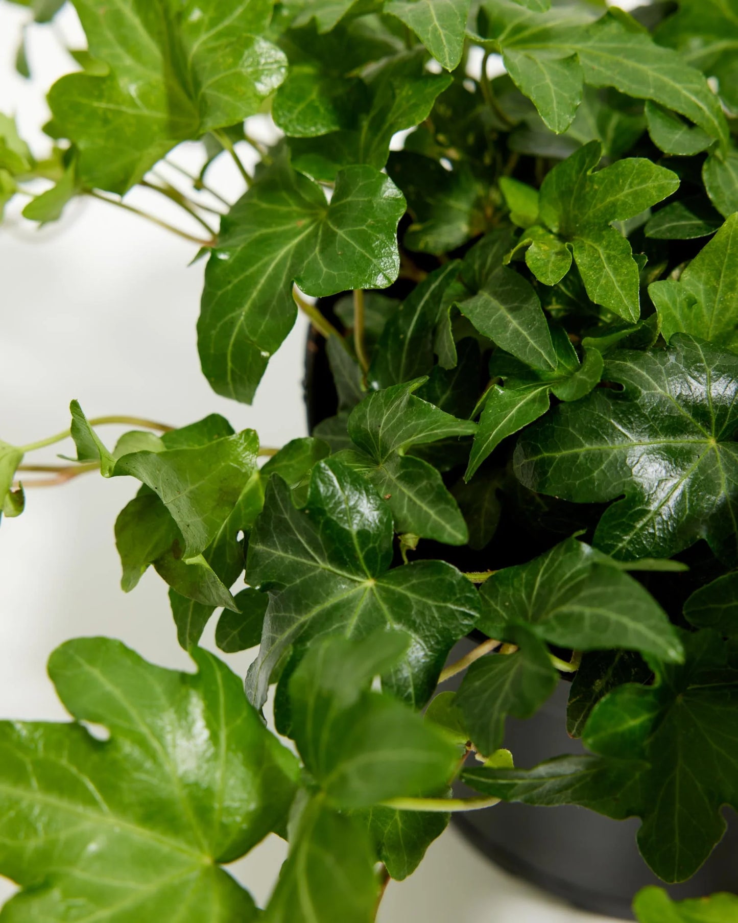 English Ivy - Green -  4" Accents