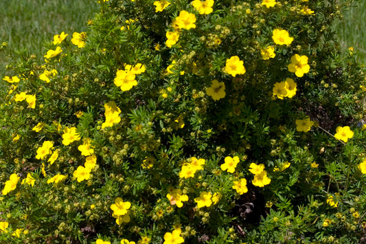 Dakota Sunspot® Potentilla