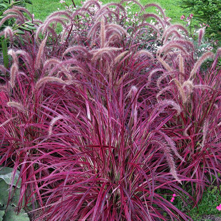 Purple Fountain Grass- 5" Ornamental Grasses