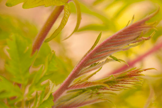 Rhus- Tiger Eyes Cutleaf Staghorn Sum-2 Gallon