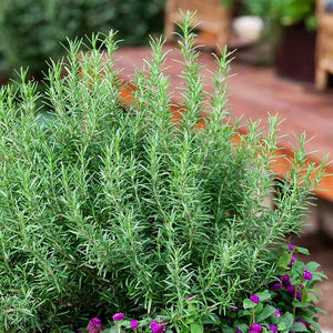 Rosemary- 4" Herbs - Chef Jeff's