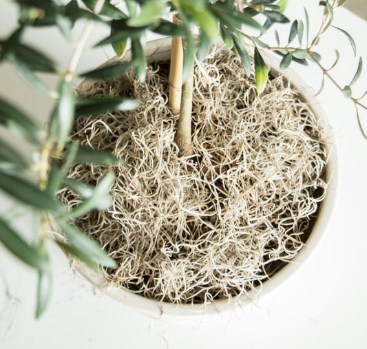 Spanish Moss - Quart Bag