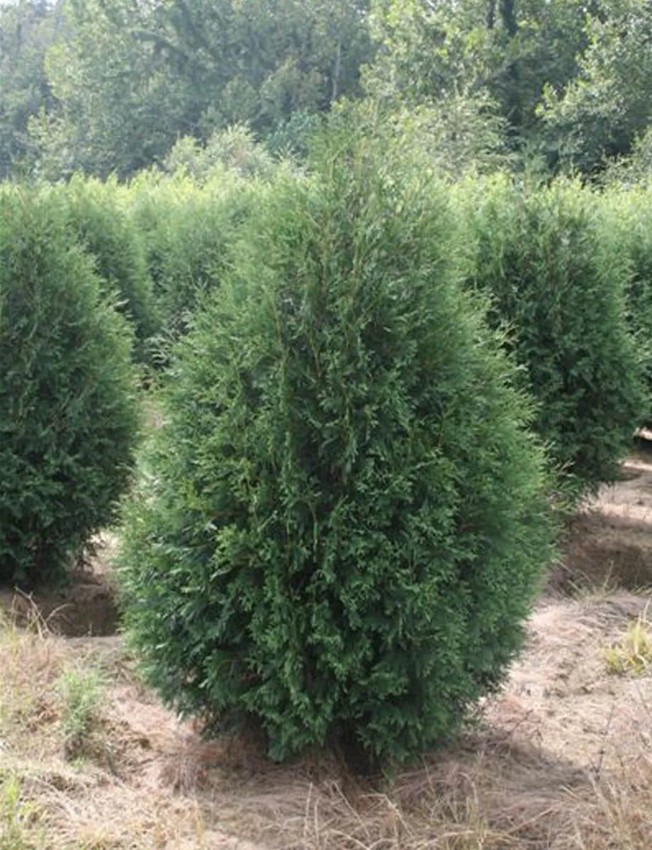 Thuja - Techny Arborvitae-4' : 20 Gallon – Rock Gardens