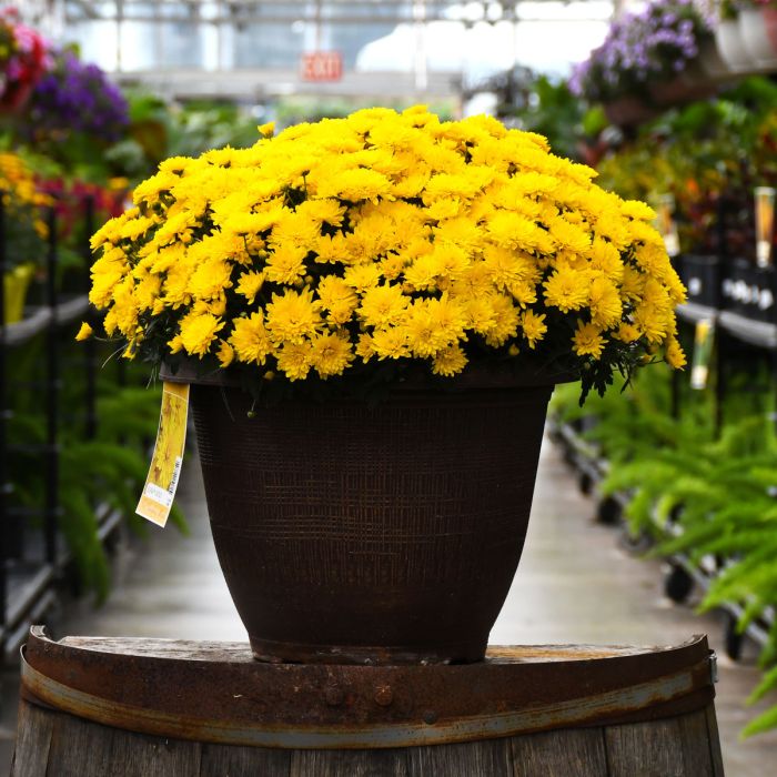 13" Mum - Zinger Yellow