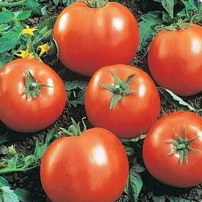 Beefsteak - LG Tomato - 4 Packs