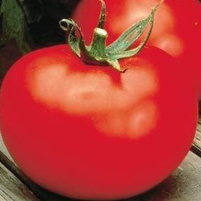 Better Boy - LG Tomato - 4 Packs