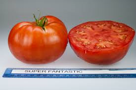 Superfantastic - LG Tomato - 4 Packs