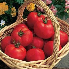 Early Girl - Med Tomato - 4 Packs