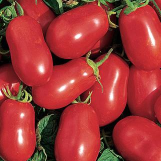 La Roma Plum - Med Tomato - 4 Packs