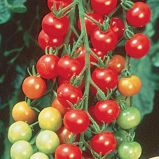 Sweet 100 - Small Tomato - 4 Packs